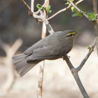 Sulphur-bellied Warbler